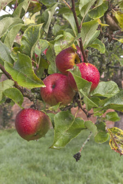red apples on a tree